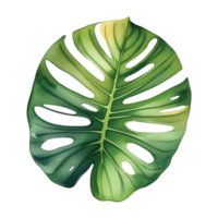 monstera folha aguarela ilustração clipart png