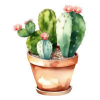 cactus planta acuarela ilustración clipart png