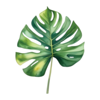 monstera blad vattenfärg illustration ClipArt png