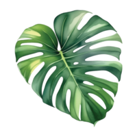 Monstera foglia acquerello illustrazione clipart png