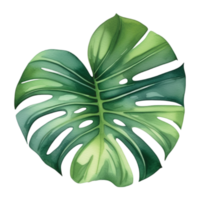 monstera hoja acuarela ilustración clipart png