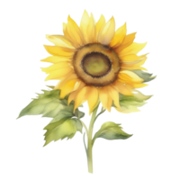 Sonnenblume Aquarell Illustration Clip Art png