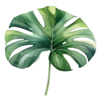 Monstera Leaf Watercolor Illustration Clipart png