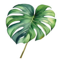 monstera hoja acuarela ilustración clipart png