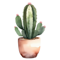 kaktus växt vattenfärg illustration ClipArt png