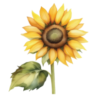 tournesol aquarelle illustration clipart png