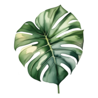 Monstera foglia acquerello illustrazione clipart png