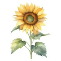 girasol acuarela ilustración clipart png