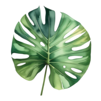 Monstera foglia acquerello illustrazione clipart png