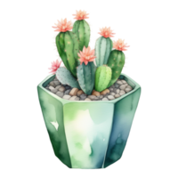 cactus pianta acquerello illustrazione clipart png