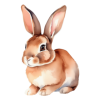 süß Hase Aquarell Illustration Clip Art png