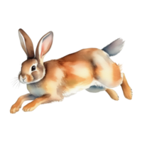 süß Hase Aquarell Illustration Clip Art png