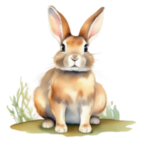 Cute rabbit watercolor illustration clipart png