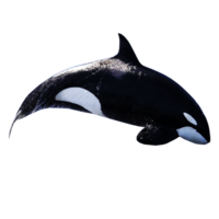 ícone do baleia png