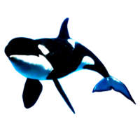 icône de baleine png