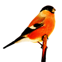 icône petit oiseau sur branche png