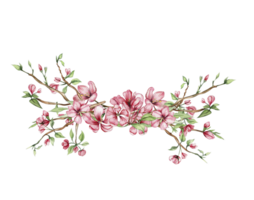 Delicate, pink sakura flowers compositions. png