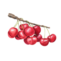 watercolor cherry berries png