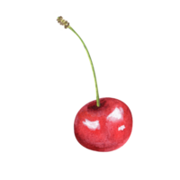 acquerello ciliegia frutti di bosco png