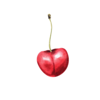 watercolor cherry berries png