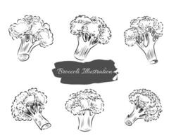 Hand Drawn Broccoli Vegetable Illustration vector