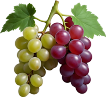 AI generated grapes on a branch with leaves on a transpaent background png