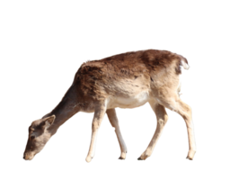 selvaggio animale mammifero maggese cervo png