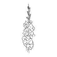 gladiolus flower vector sketch