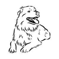 Australian shepherd dog vector sketch