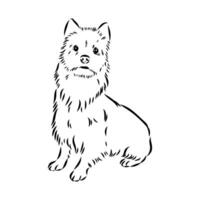 Australian terrier vector sketch