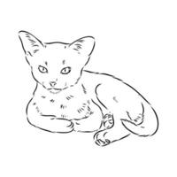 cat vector sketch