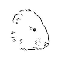 muskrat vector sketch