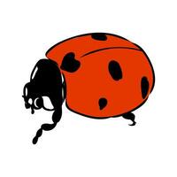 insect ladybug vector sketch