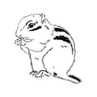 chipmunk vector sketch