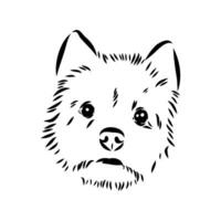 Australian terrier vector sketch