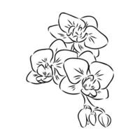 orchid flower vector sketch