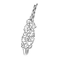 gladiolus flower vector sketch