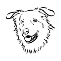 Australian shepherd dog vector sketch