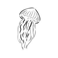 medusa vector bosquejo