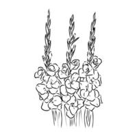 gladiolo flor vector bosquejo
