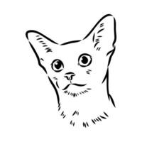 cat vector sketch