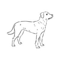 Austrian pinscher vector sketch