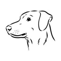 Austrian pinscher vector sketch