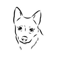 Australian cattle dog vector sketch