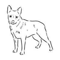 Australian cattle dog vector sketch