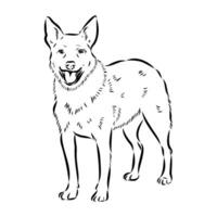 Australian cattle dog vector sketch