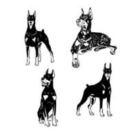 doberman dog vector sketch