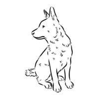 Australian cattle dog vector sketch