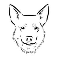 Australian cattle dog vector sketch