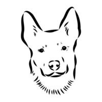 Australian cattle dog vector sketch